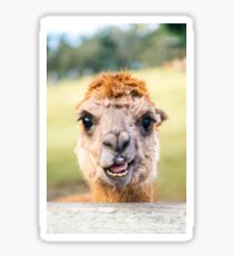 Funny Alpaca Sticker