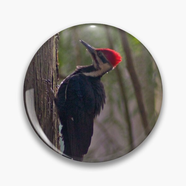 Item preview, Red Crest in the early morning light... designed and sold by RichImage.