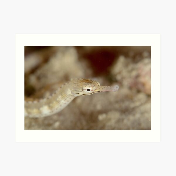 Reeftop Pipefish - Corythoichthys haematopterus Art Print
