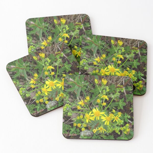 Item preview, Cinnabar Moth Caterpillars & Ragwort designed and sold by wiggyofipswich.