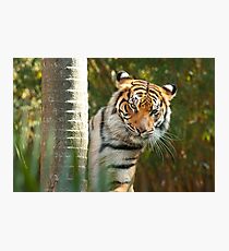 Bengal Tiger Photographic Print