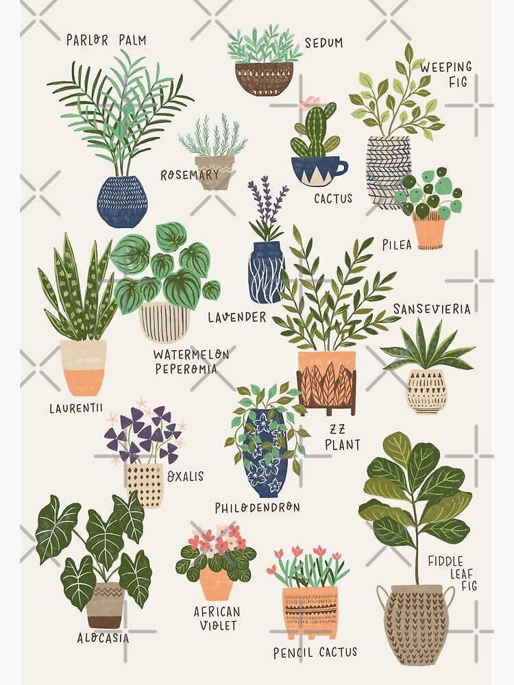 "House Plant Chart" Poster for Sale by ldpapers Redbubble