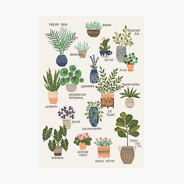 House Plant Chart Photographic Print