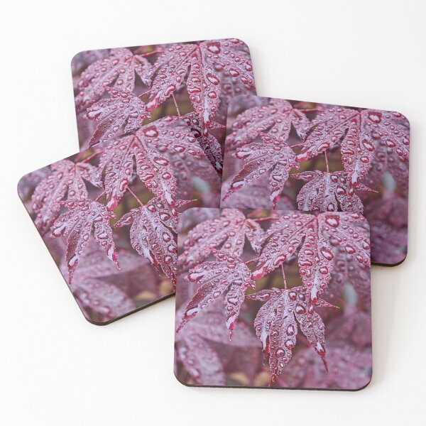 Item preview, Japanese Acer Palmatum Atropurpurea Shrub designed and sold by Avril Harris.