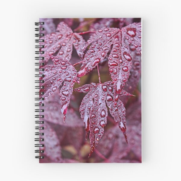 Item preview, Japanese Acer Palmatum Atropurpurea Shrub designed and sold by Avril Harris.