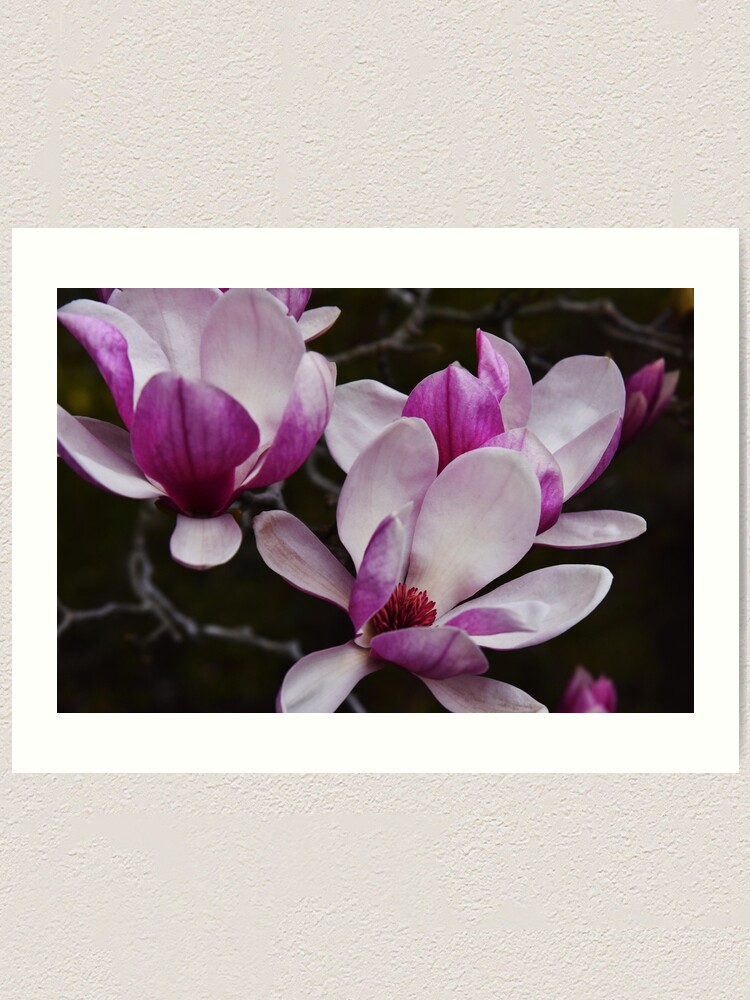 Japanese Magnolia - Art Print