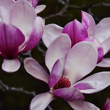 Japanese Magnolia - Art Print