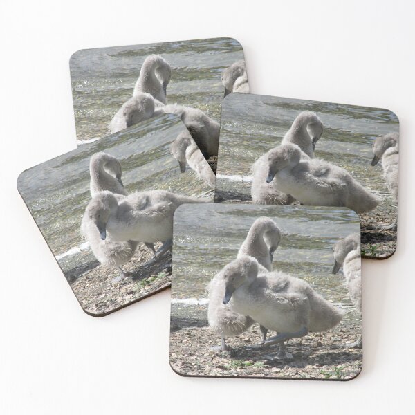 Item preview, Cygnets first steps designed and sold by Designs12.