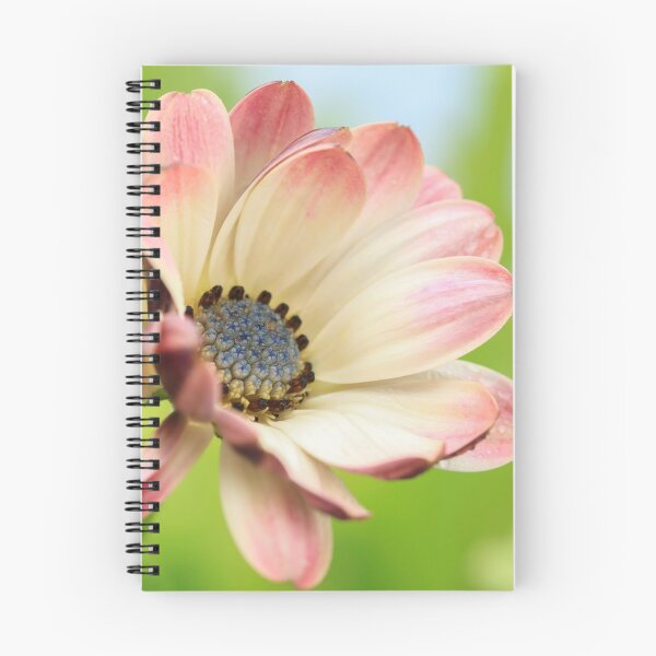 Item preview,  Osteospermum designed and sold by John Ray.