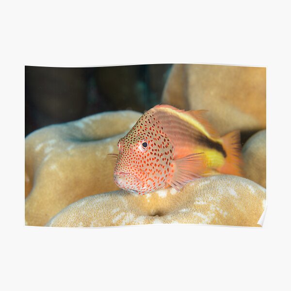 Black-backed Hawkfish - Paracirrhites forsteri Poster