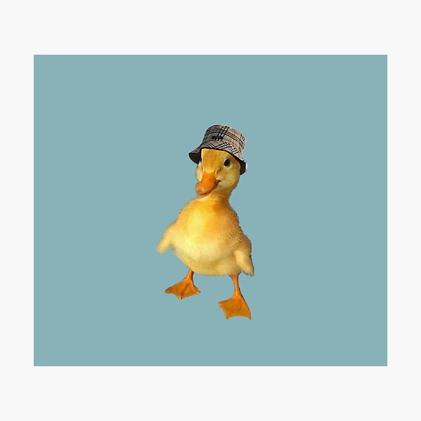 Animals Wearing Hats Photographic Prints Redbubble - a cute cat is wearing a duck hat roblox