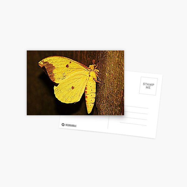 Yellow Moth Postcard