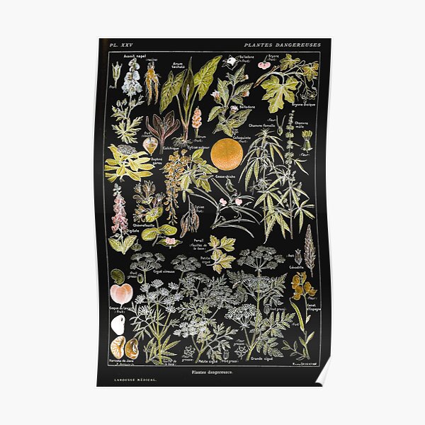 Adolphe Millot - Plantes dangereuses B (dangerous plants B) Poster