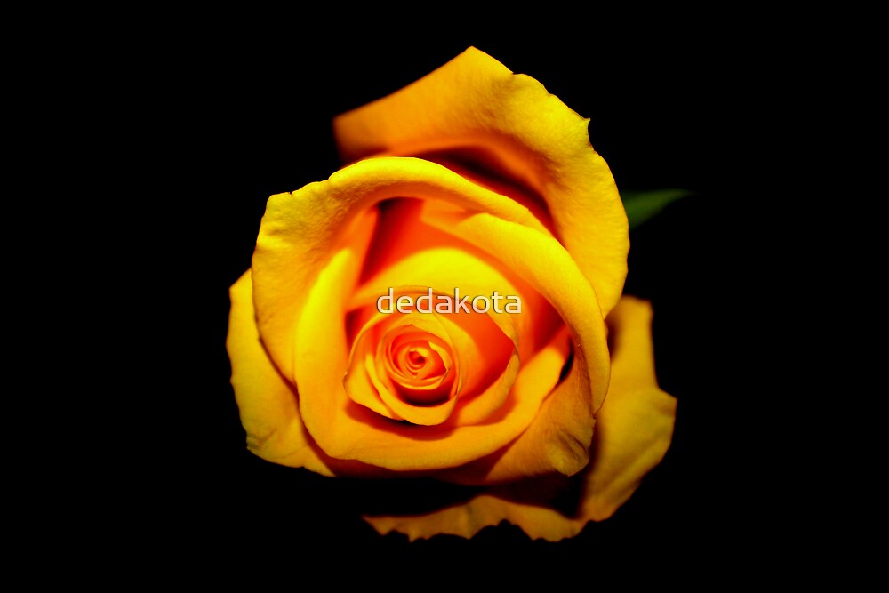 "yellow rose-black background" by dedakota | Redbubble