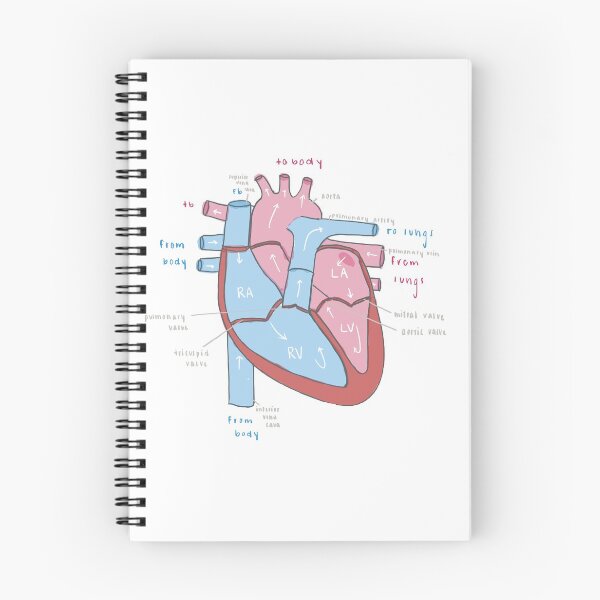 Item preview, Heart Anatomy designed and sold by veterinaryart.