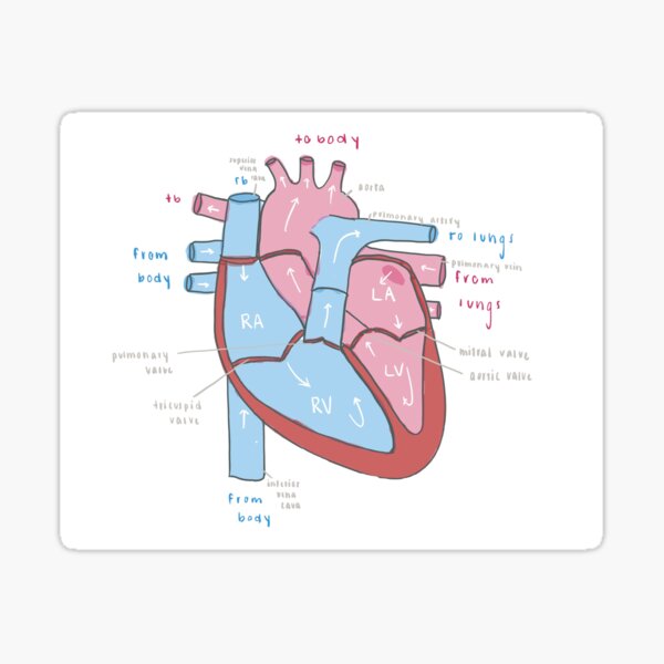 Item preview, Heart Anatomy designed and sold by veterinaryart.