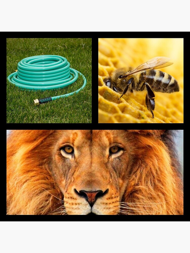 "Hose bee lion" Poster by Countyline Redbubble