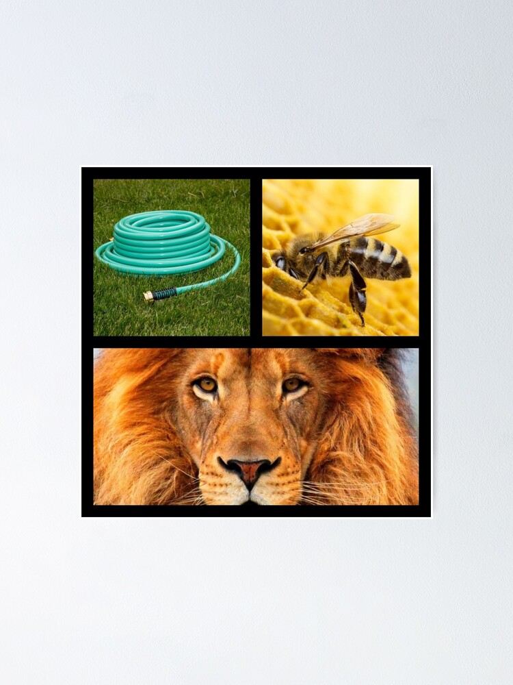 "Hose bee lion" Poster by Countyline Redbubble