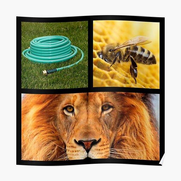 "Hose bee lion" Poster by Countyline Redbubble