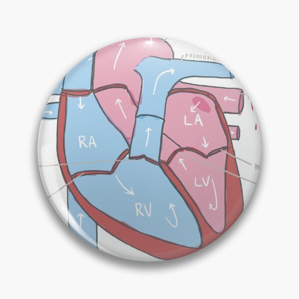 Item preview, Heart Anatomy designed and sold by veterinaryart.