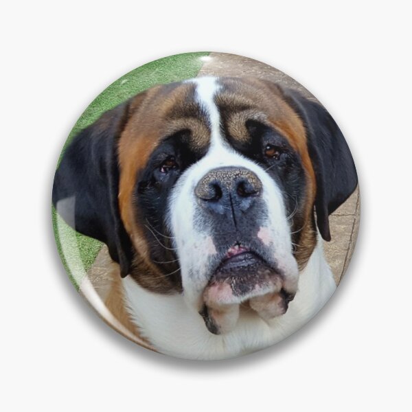 Item preview, Smooth coated St. Bernard designed and sold by stretchtees.