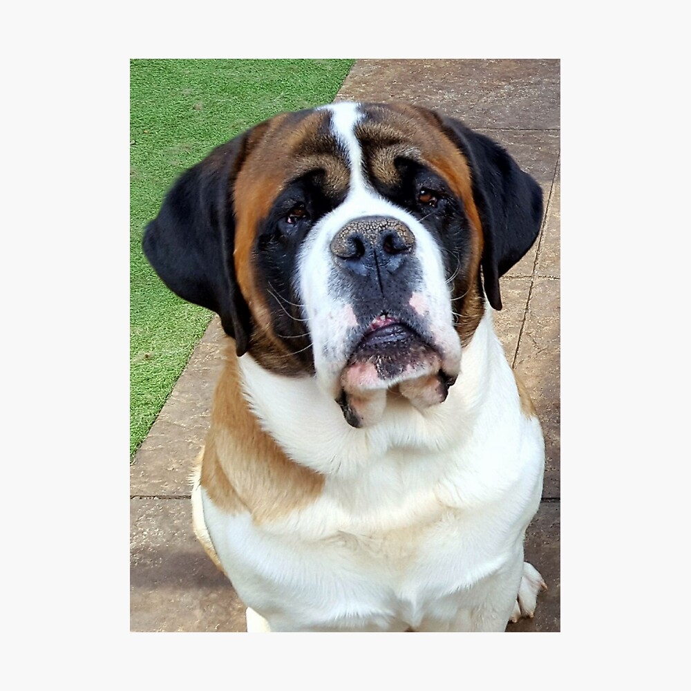 smooth coat saint bernard