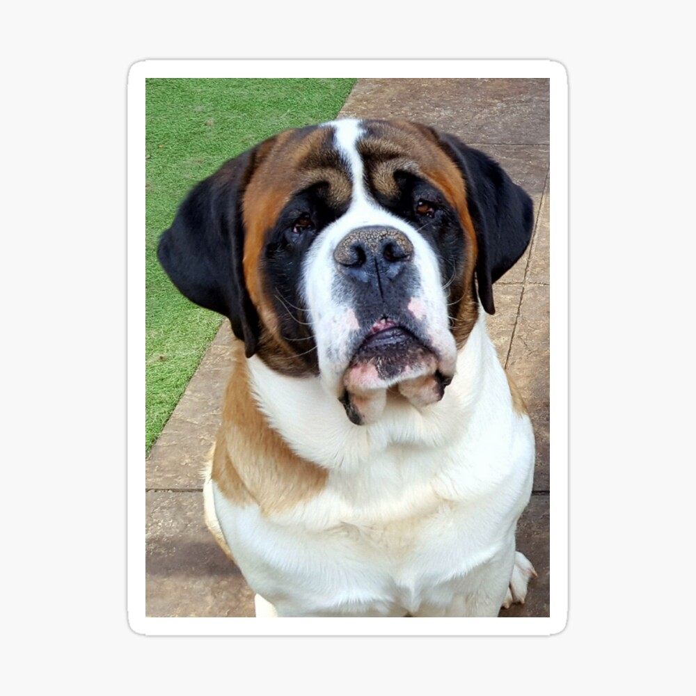 smooth coat st bernard