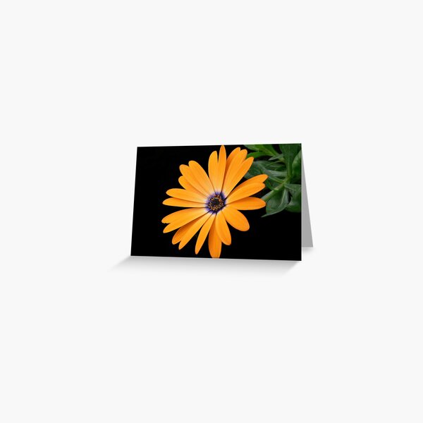 Sun Dial! Greeting Card