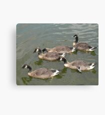 Goslings Update Canvas Print