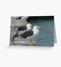 Pacific Gulls Greeting Card