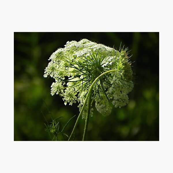 Queens of Summer Photographic Print