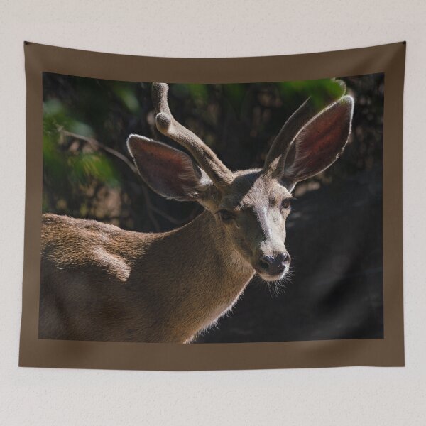 Item preview, A Young Buck in the Morning Sun designed and sold by MomentofPercep.
