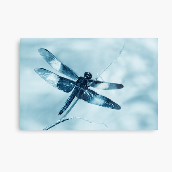 Item preview, Dragonfly Pastel Blue Monochrome designed and sold by Laurie Minor.