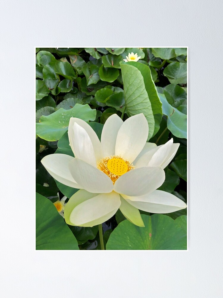 White Lotus Flowers Poster