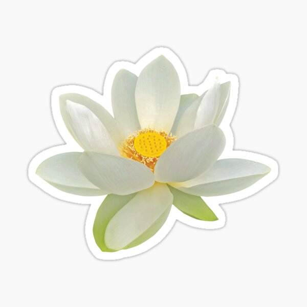 Aperçu de l'œuvre Fleur de lotus blanc en pleine floraison créée et vendue par Poplartree.