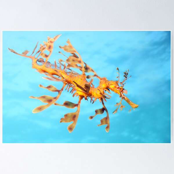 Leafy Sea Dragon! Poster