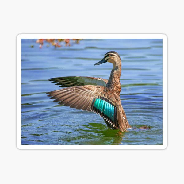 Maestro Duck Sticker