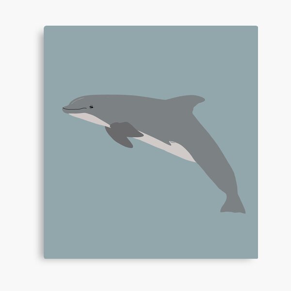 Griffith the bottlenose dolphin Canvas Print