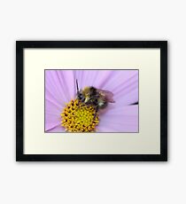 Bumble Bee Macro Framed Print