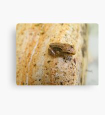 Baby frog Canvas Print