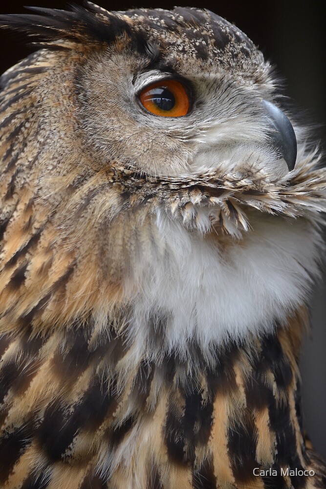 "What a Stunner" by Carla Maloco Redbubble