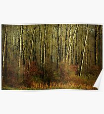 Fall Trees Poster