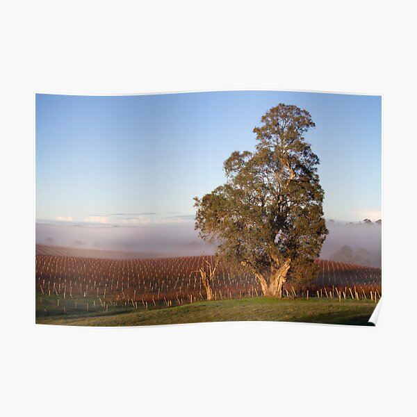 ~ Winter Vineyard ~ Poster