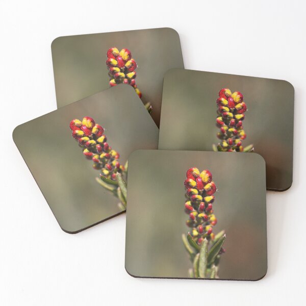 Item preview, Grevillea Flower Making Fist designed and sold by Joy Watson - Natural Light Photography .