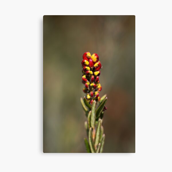 Item preview, Grevillea Flower Making Fist designed and sold by Joy Watson - Natural Light Photography .