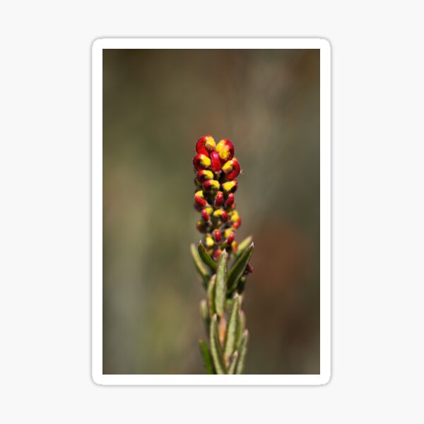 Item preview, Grevillea Flower Making Fist designed and sold by Joy Watson - Natural Light Photography .
