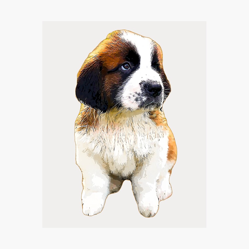 st bernard cute puppies