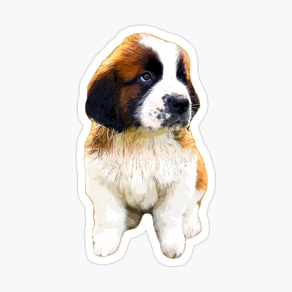 cute st bernard