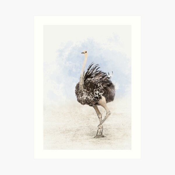 Ostrich Art Print