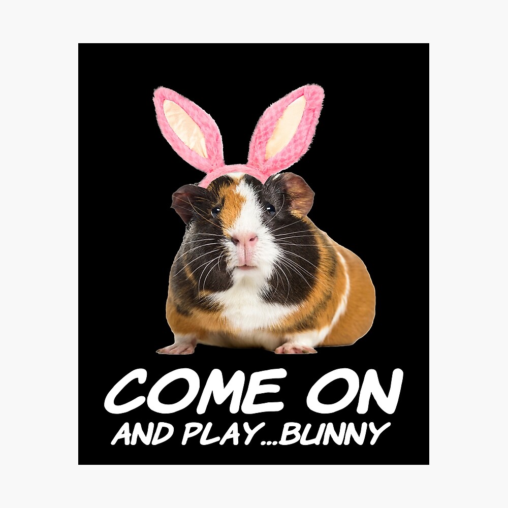 Come On And Play Bunny Ears Guinea Pigs